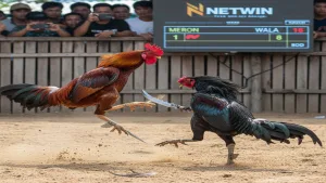 Luật chơi Đá Gà cựa sắt và cựa dao chi tiết Netwin